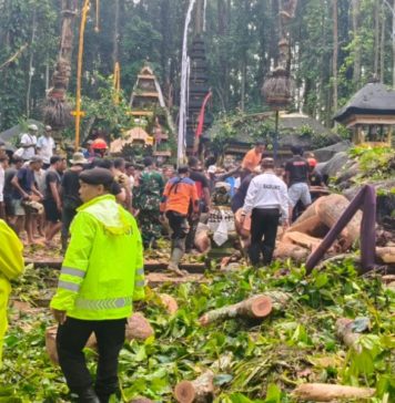 Rawan Tumbang, Instansi Berwenang Diminta Lakukan Pemangkasan Pohon