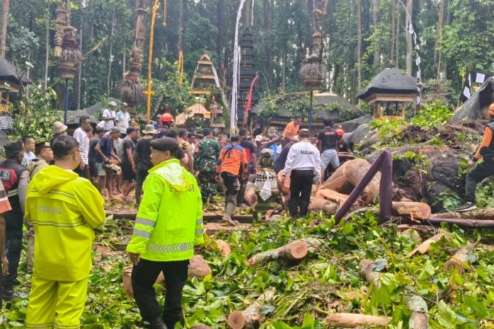Rawan Tumbang, Instansi Berwenang Diminta Lakukan Pemangkasan Pohon 1