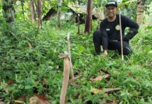 Sarang King Kobra Berisi Puluhan Telur Ditemukan di Marga Tabanan