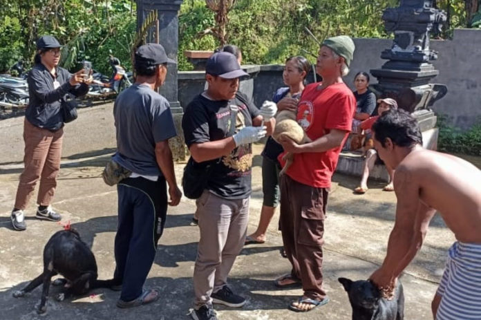Sepanjang 2025, Kasus Gigitan Positif Rabies Di Tabanan Muncul Di Sebelas Desa 1