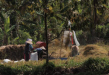 Stok Aman hingga Akhir Tahun, Segini Ketersediaan Beras di Tabanan