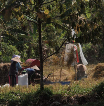 Stok Aman hingga Akhir Tahun, Segini Ketersediaan Beras di Tabanan