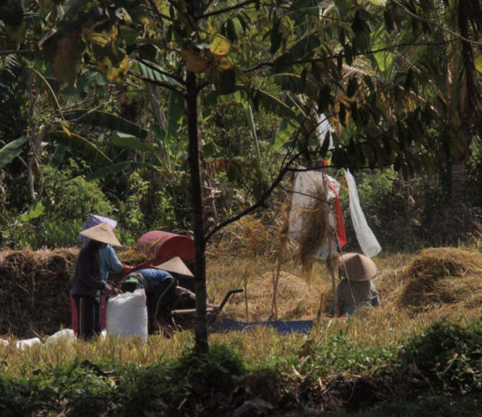 Sangga Hasil Panen, Perumda di Tabanan Serap 300 Ton Beras Sebulan