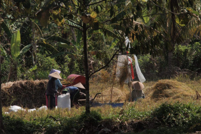 Stok Aman Hingga Akhir Tahun, Segini Ketersediaan Beras Di Tabanan 1