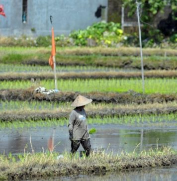 Tidak Baik untuk Bercocok Tanam, Berikut Ala Ayuning Dewasa 13 Desember 2025