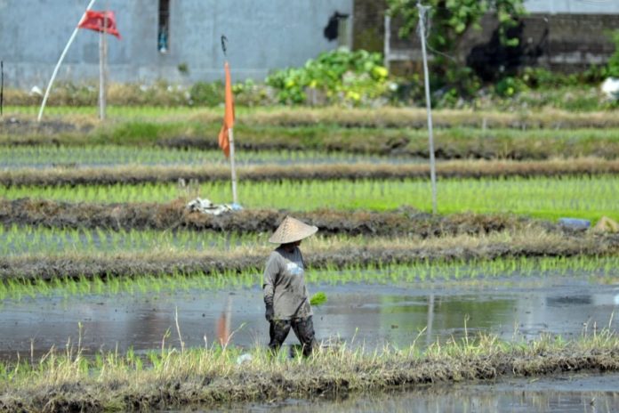 Tidak Baik Untuk Bercocok Tanam, Berikut Ala Ayuning Dewasa 13 Desember 2025 1