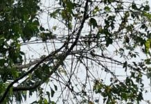 Ulat Bulu Kembali Serang Pohon Sandat dan Masuk ke Rumah Warga Serongga