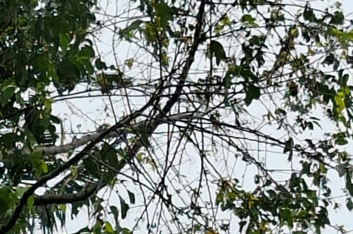 Ulat Bulu Kembali Serang Pohon Sandat Dan Masuk Ke Rumah Warga Serongga 1