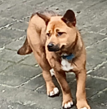 Anjing Liar di Kedisan Resahkan Warga, Kabur Setelah Gigit Dua Orang