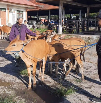 Antisipasi LSD, Pasar Hewan Kayuambua Perketat Pengawasan Sapi Masuk