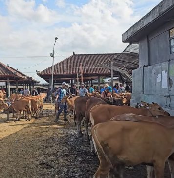 Antisipasi Penyakit LSD pada Sapi, Badung Siapkan Tim Reaksi Cepat