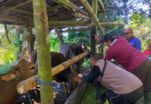 AUTS Ditiadakan, Peternak Sapi Tabanan Ketar-Ketir