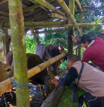 AUTS Ditiadakan, Peternak Sapi Tabanan Ketar-Ketir