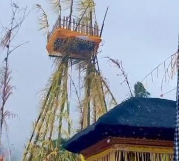 Ayunan Bambu Belasan Meter Warnai Upacara Ngusaba Sambah di Desa Adat Subaya