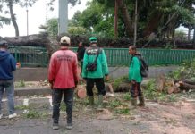 Cuaca Ekstrem di Gianyar, Pohon Tumbang Terjadi di Belasan Lokasi
