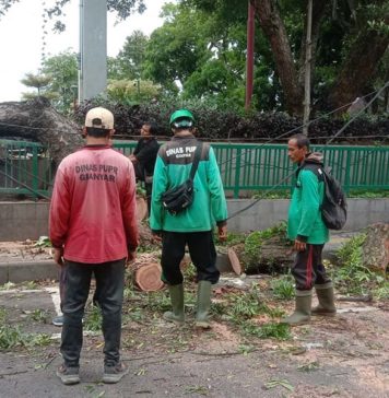 Cuaca Ekstrem di Gianyar, Pohon Tumbang Terjadi di Belasan Lokasi