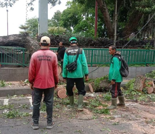 Cuaca Ekstrem di Gianyar, Pohon Tumbang Terjadi di Belasan Lokasi