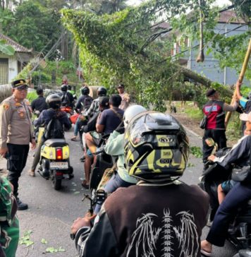 Cuaca Ekstrem, Pohon Tumbang Tutup Jalan di Payangan dan Tegallalang