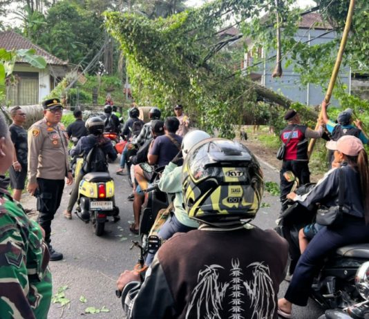Cuaca Ekstrem, Pohon Tumbang Tutup Jalan di Payangan dan Tegallalang