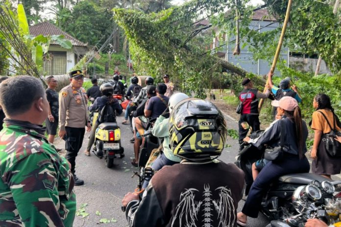Cuaca Ekstrem, Pohon Tumbang Tutup Jalan Di Payangan Dan Tegallalang 1