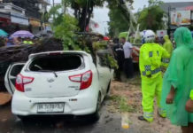 Cuaca Ekstrem, Polsek Kuta Petakan Pohon Rawan Tumbang