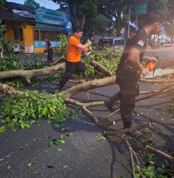 Dahan Beringin di Depan Puri Negara Patah, Arus Lalu Lintas Sempat Terhambat