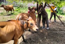 Kasus LSD di Buleleng Bertambah, Opsi ‘Lockdown’ Desa Disiapkan