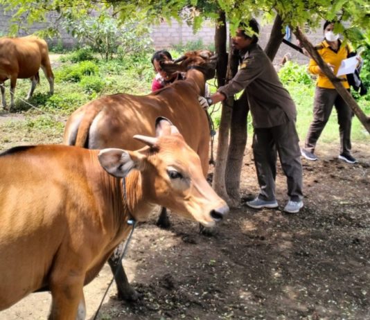 Kasus LSD di Buleleng Bertambah, Opsi ‘Lockdown’ Desa Disiapkan