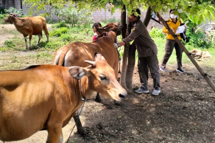 Kasus LSD Di Buleleng Bertambah, Opsi 'Lockdown' Desa Disiapkan 1