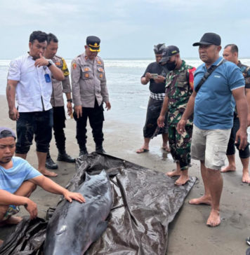 Paus Kogia yang Terdampar di Tembles Akhirnya Mati