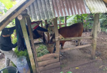 Sasar 54 Ribu Anjing dan 34 Ribu Sapi, Vaksinasi Rabies dan PMK Digencarkan 2026