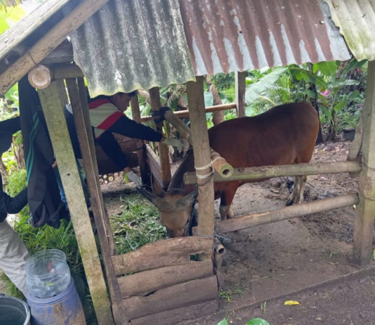 Sasar 54 Ribu Anjing dan 34 Ribu Sapi, Vaksinasi Rabies dan PMK Digencarkan 2026