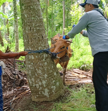 Sapi Terkena LSD di Jembrana Mulai Pulih