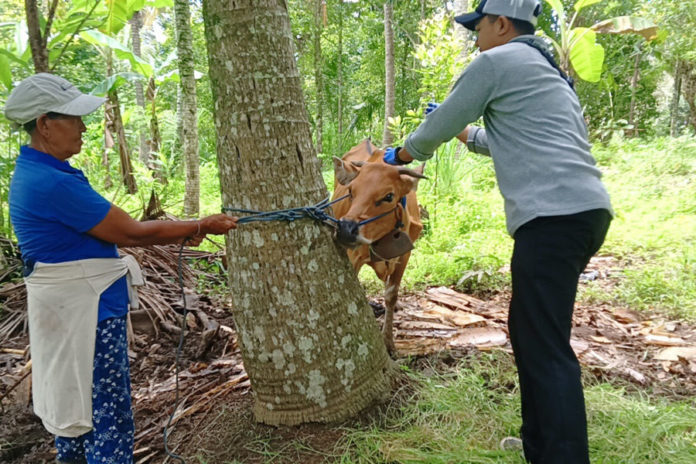 Sejumlah Sapi Terjangkit Berkurang Gejala Di Kulit 1