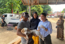 Sepanjang 2025, Anjing Positif Rabies di Denpasar Sebanyak 24 Ekor