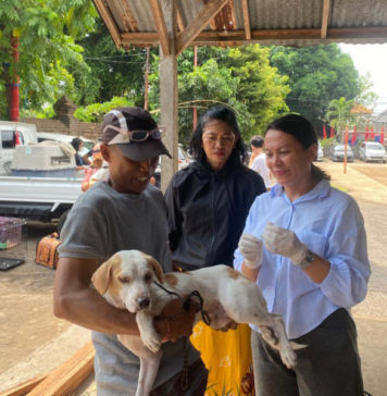 Sepanjang 2025, Anjing Positif Rabies di Denpasar Sebanyak 24 Ekor