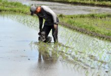 Tahun 2025, Realisasi Luas Tanam Padi di Denpasar 94,76 Persen, Produktivitas Melebihi Target