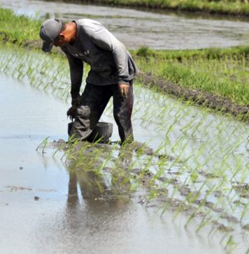 Tahun 2025, Realisasi Luas Tanam Padi di Denpasar 94,76 Persen, Produktivitas Melebihi Target