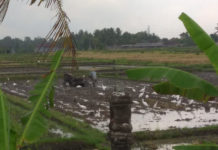Target Terlalu Tinggi, Luas Tanam Padi Tabanan Meleset