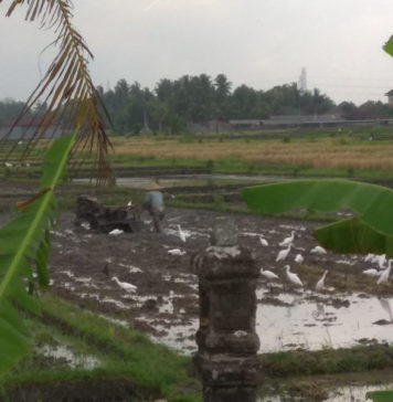 Target Terlalu Tinggi, Luas Tanam Padi Tabanan Meleset