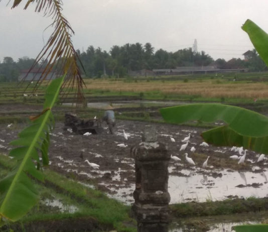 Target Terlalu Tinggi, Luas Tanam Padi Tabanan Meleset