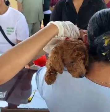 Tekan Rabies, Dinas PKP Bangli Targetkan Vaksinasi 80 Persen Populasi Anjing