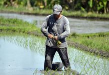 Tidak Baik untuk Bercocok Tanam, Berikut Ala Ayuning Dewasa 31 Januari 2026