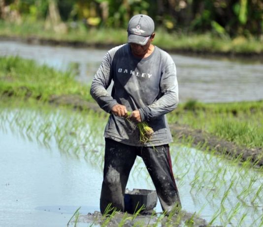 Tidak Baik untuk Bercocok Tanam, Berikut Ala Ayuning Dewasa 31 Januari 2026