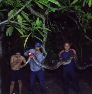 Waspada Musim Hujan, Damkar Gianyar Evakuasi Ular dari Rumah Warga di Batuyang