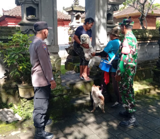 110 Ekor Anjing di Desa Sidan Divaksin Rabies