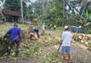 Angin Kencang Terjang Tabanan, Pohon Tumbang Timpa Dua Pura