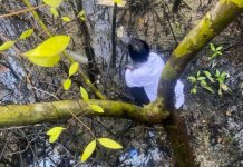 Ratusan Mangrove Mati di Benoa, Kajian Unud Ungkap Indikasi Penyebabnya