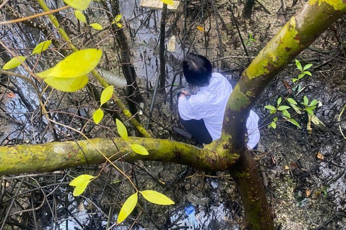 Cari Penyebab Ratusan Mangrove Mati Di Benoa, Ini Hasil Kajian Unud 1