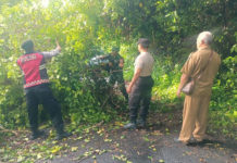 Dahan Pohon Serut Patah Tutupi Jalan di Samplangan, Arus Lalin Sempat Terhambat